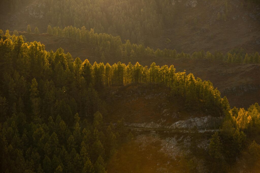 Golden sunlight illuminates the forested hills of Altai, Russia at sunset.
